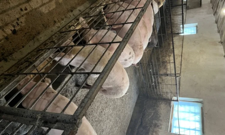 Продаж свиней вагою від 80 до 110 кг - фото № 13