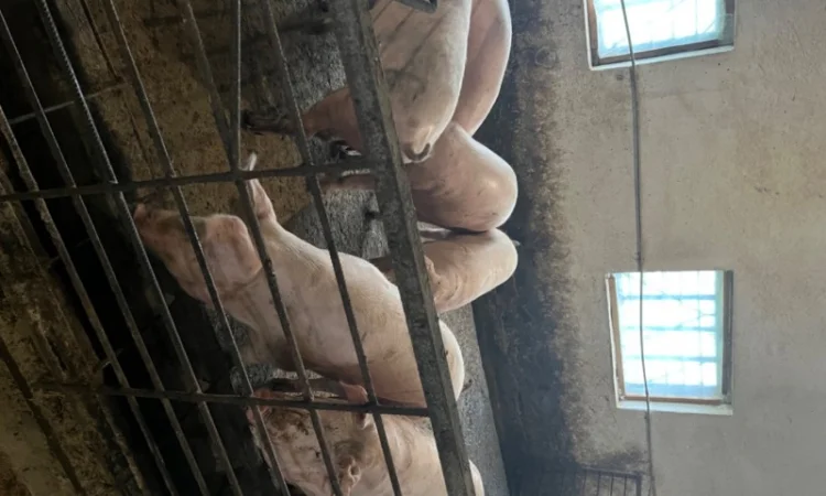 Продаж свиней вагою від 80 до 110 кг - фото № 2