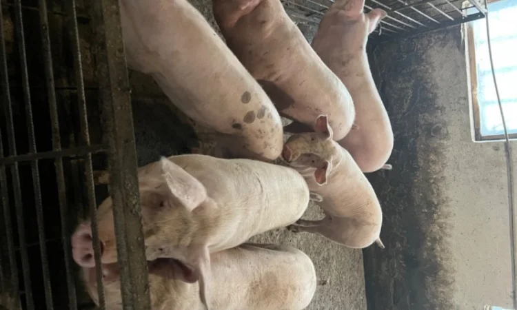 Продаж свиней вагою від 80 до 110 кг - фото № 11