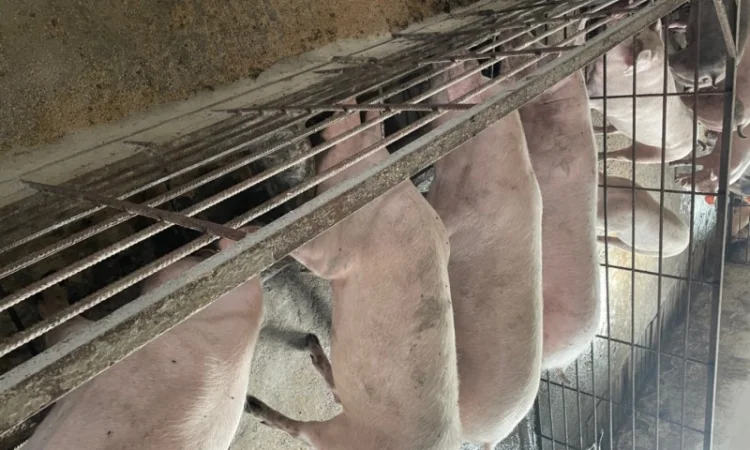 Продаж свиней вагою від 80 до 110 кг - фото № 1