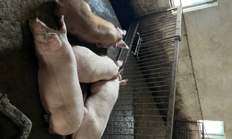 Продаж свиней вагою від 80 до 110 кг - фото № 9