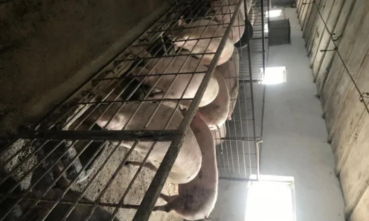 Продаж свиней вагою від 80 до 110 кг - фото № 7