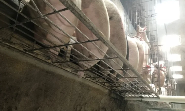 Продаж свиней вагою від 80 до 110 кг - фото № 6