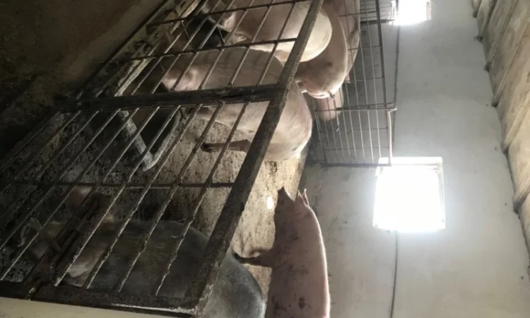 Продаж свиней вагою від 80 до 110 кг - фото № 5