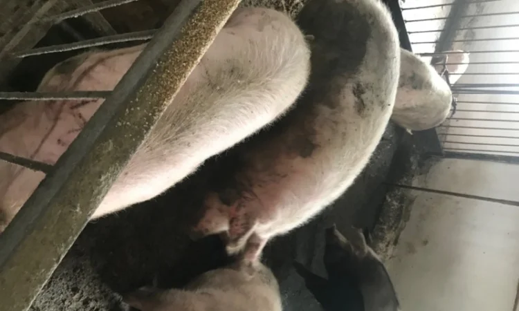 Продаж свиней вагою від 80 до 110 кг - фото № 4