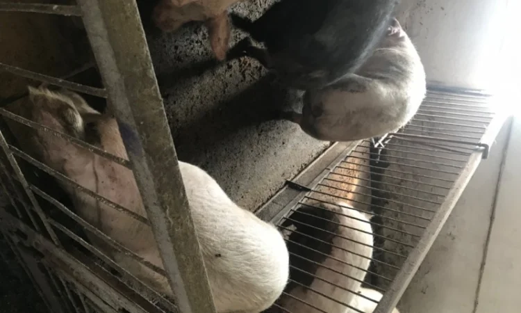 Продаж свиней вагою від 80 до 110 кг - фото № 3