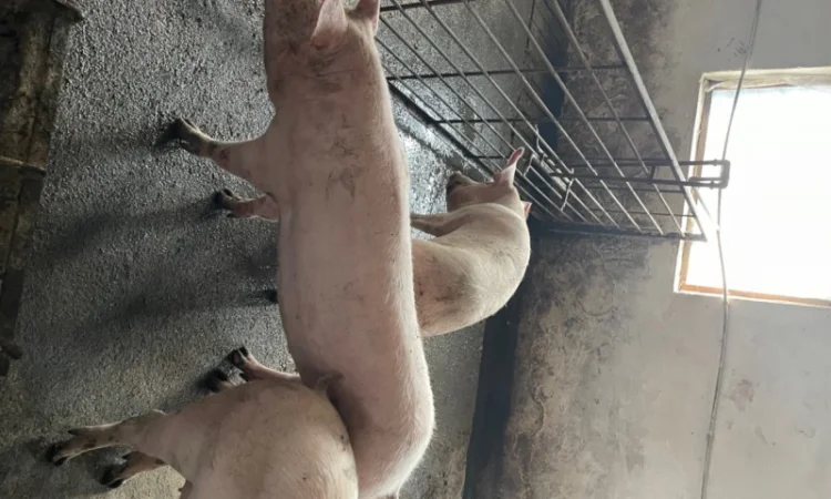 Продаж свиней вагою від 80 до 110 кг - фото № 18