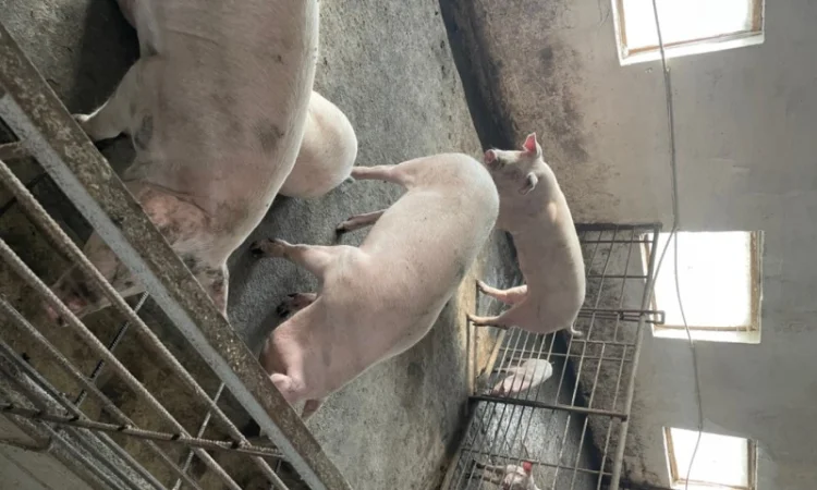 Продаж свиней вагою від 80 до 110 кг - фото № 16