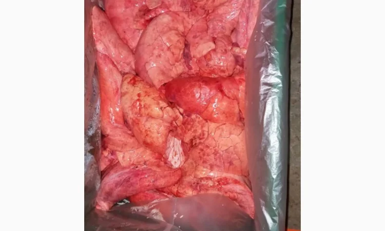 Продаем поросят, свинок, полутуши, кусок, субпродукты - фото № 2