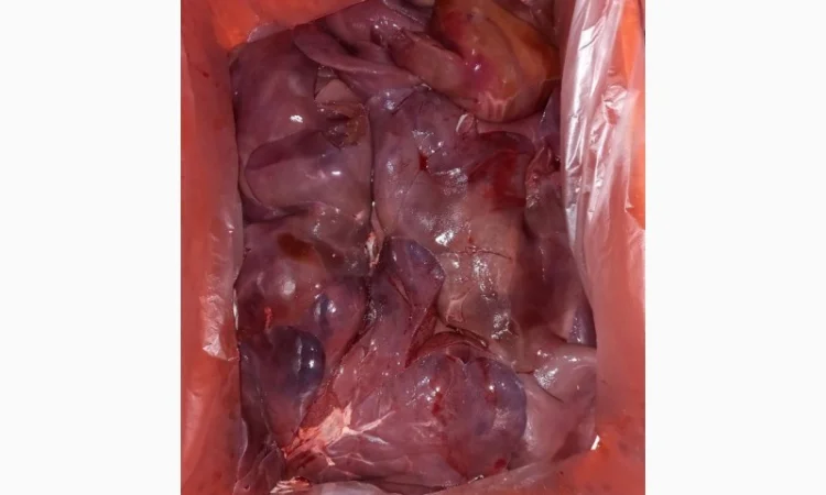 Продаем поросят, свинок, полутуши, кусок, субпродукты - фото № 3