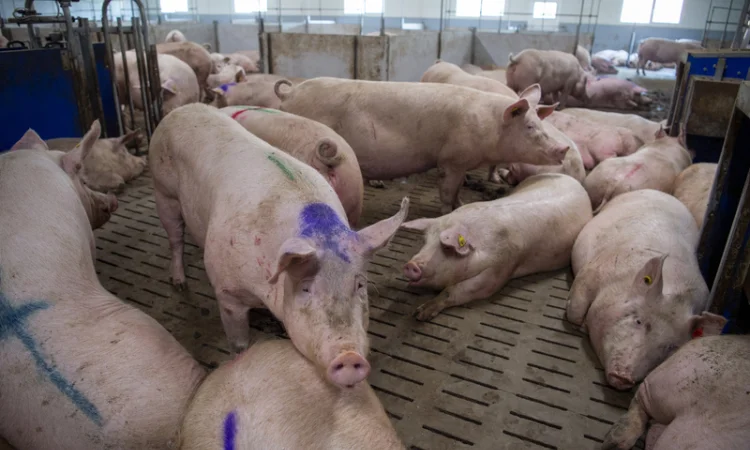 Закупаем свиней и ВРХ в Харькове - фото № 1