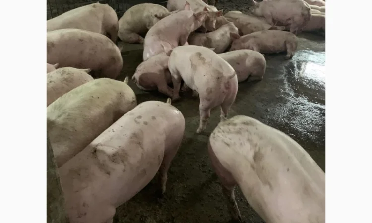 Куплю свиней живым весом от 30 голов любых категорий - фото № 1