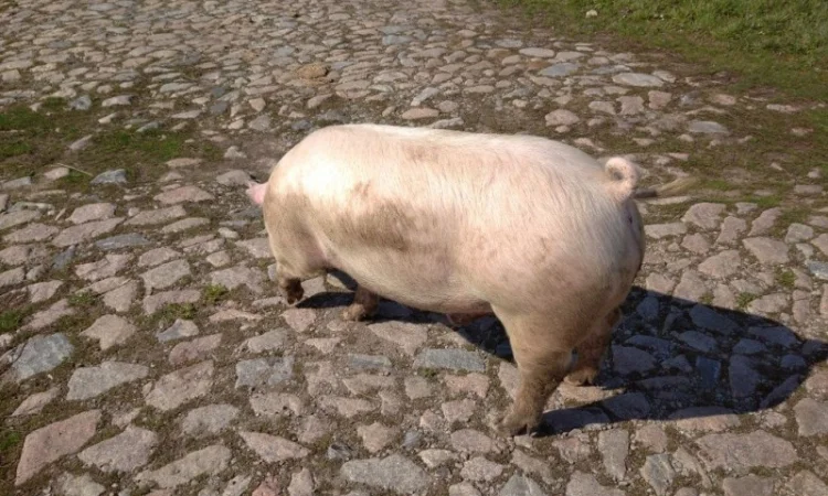 Закупаем свиней живым весом от 40 голов на постоянной основе - фото № 1