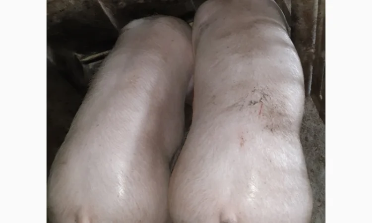 Куплю свиней живою вагою від 40 голів - фото № 1