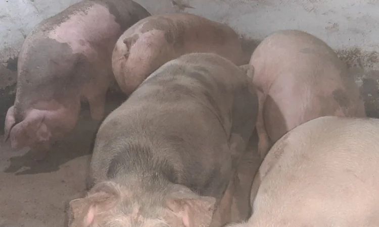 Продам свиней живою вагою - фото № 1