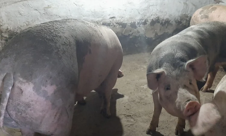 Продам свиней живою вагою - фото № 3