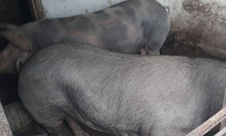 Продам свиней живою вагою - фото № 4