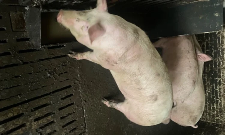 Свині відгодівля - фото № 1