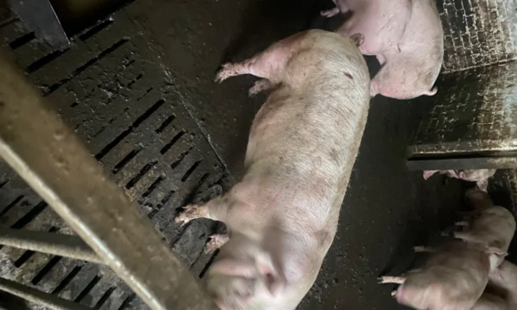 Свині відгодівля - фото № 2