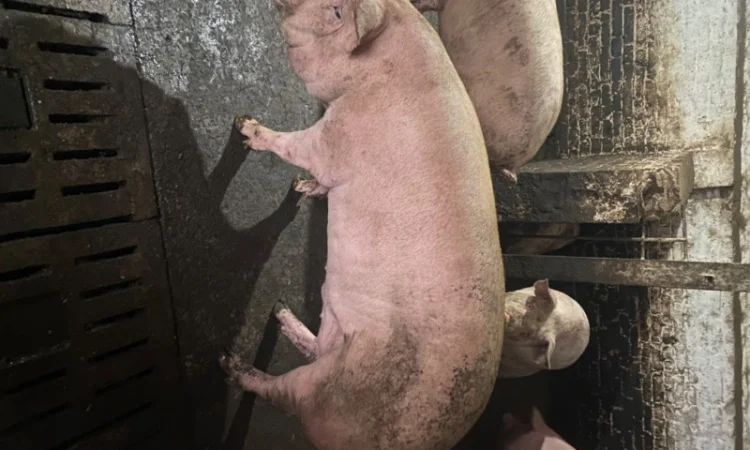 Свині відгодівля - фото № 3