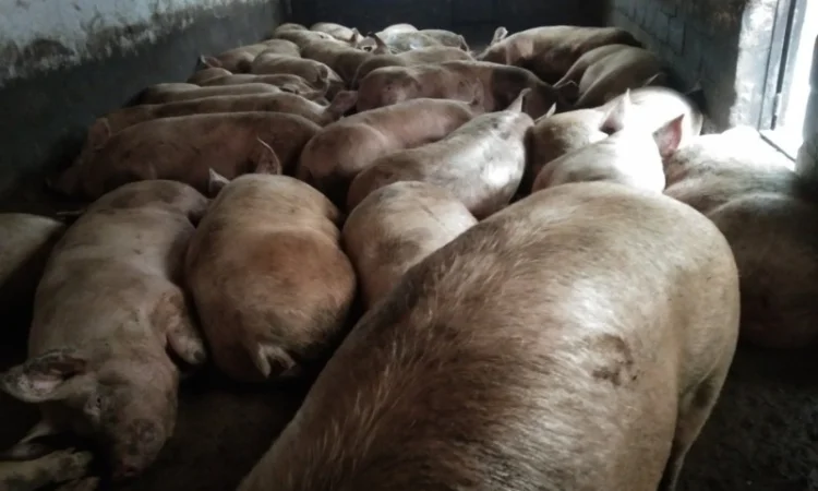 Продаются свиньи живым весом 150-200+ кг - фото № 1