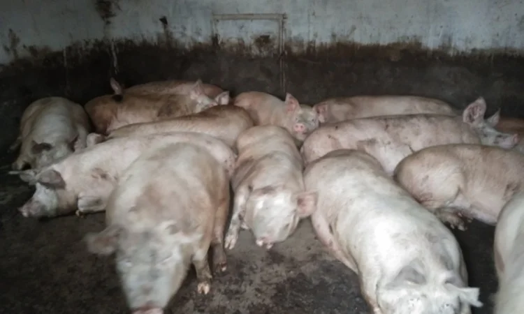 Продам свиней - фото № 1