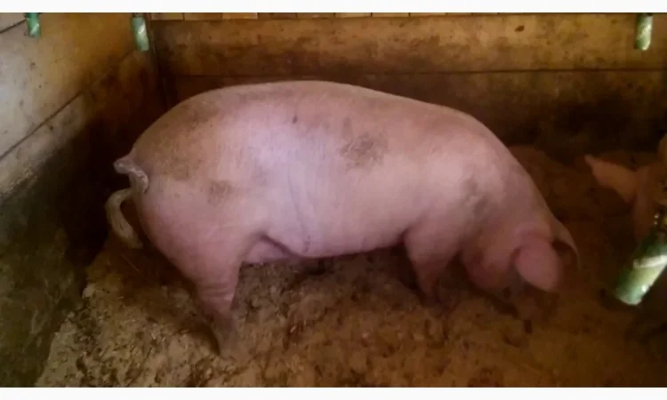 Продам свиней - фото № 1