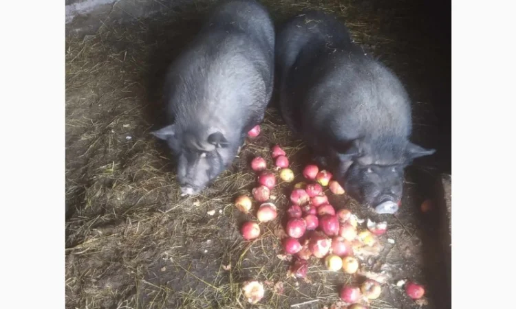 Продам свиней - фото № 2