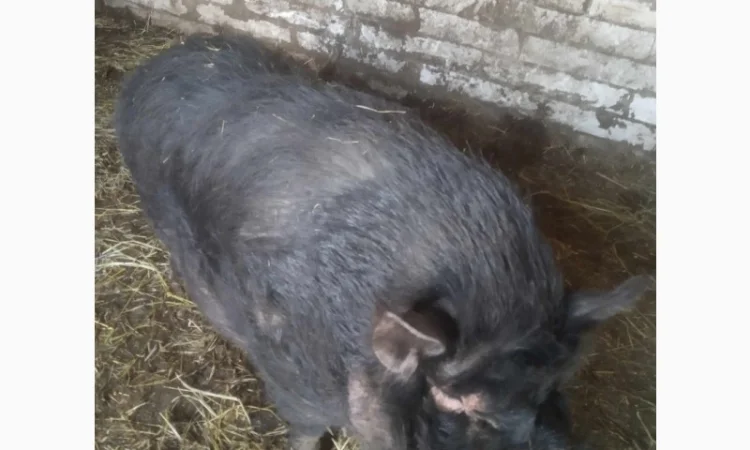 Продам свиней - фото № 3