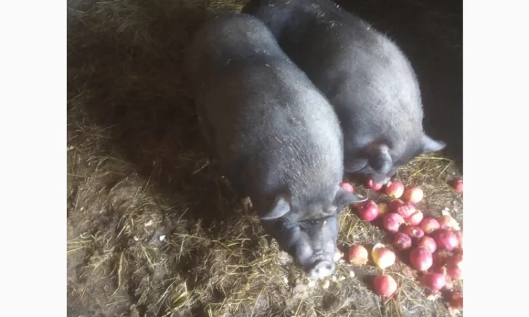 Продам свиней - фото № 4