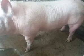 Продам свиней - фото № 5