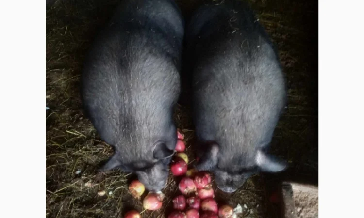 Продам свиней - фото № 6