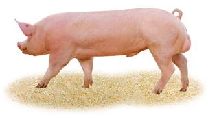 Свині, кнур, свиноматка, F1, сперма - фото № 1