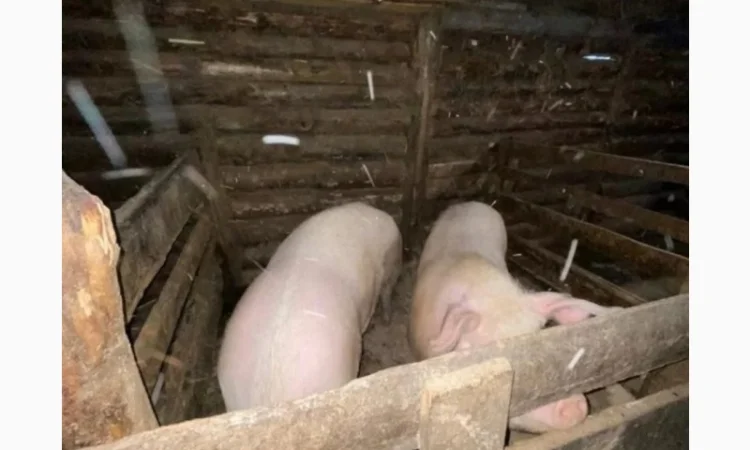 Продажа свиней мясной породы - фото № 2