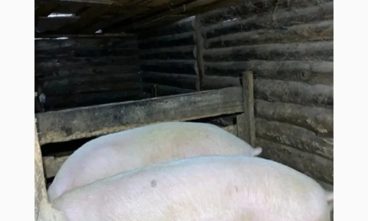 Продажа свиней мясной породы - фото № 3