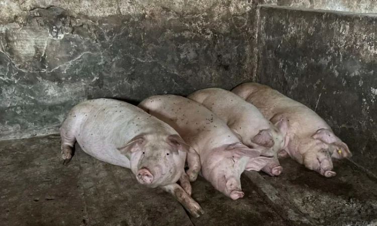 Срочно продам свиней - фото № 2