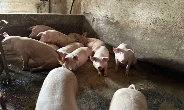 Срочно продам свиней - фото № 3