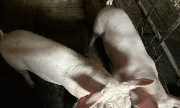 Срочно продам свиней - фото № 4