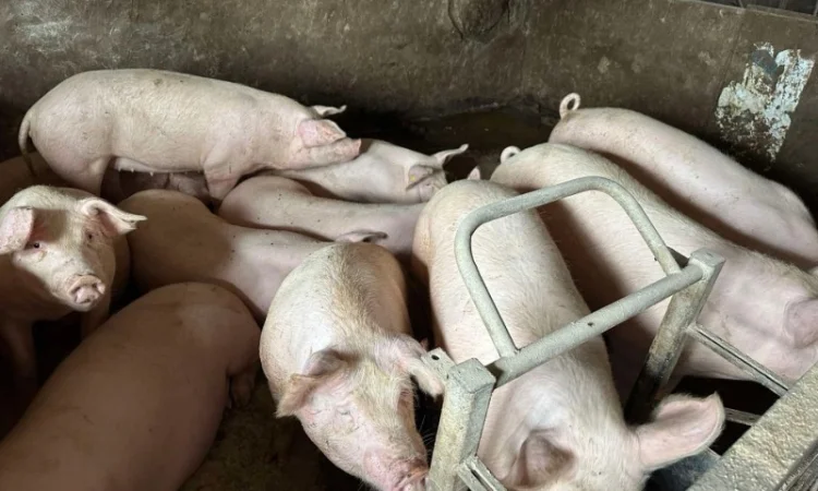 Срочно продам свиней - фото № 5