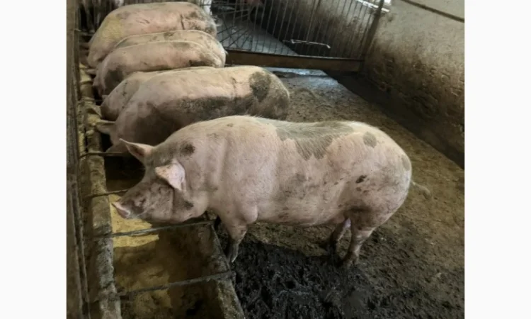 Продам свиней 140-160 кг - фото № 1