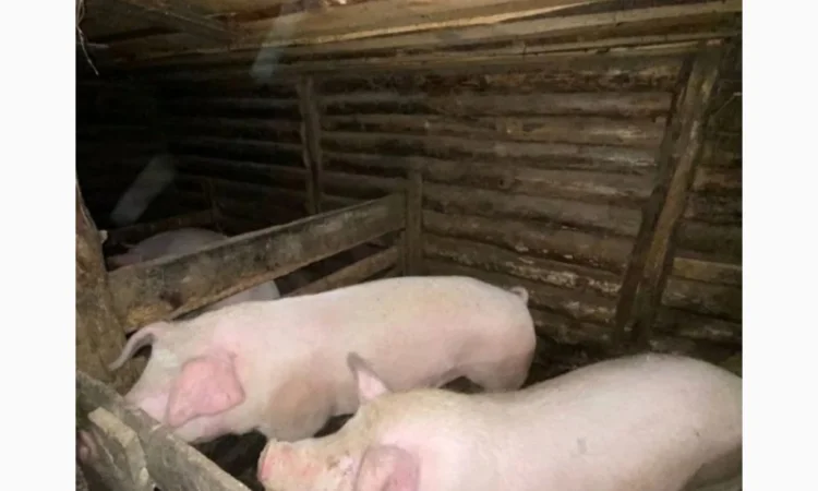 Срочно продам свиней мясного направления - фото № 1