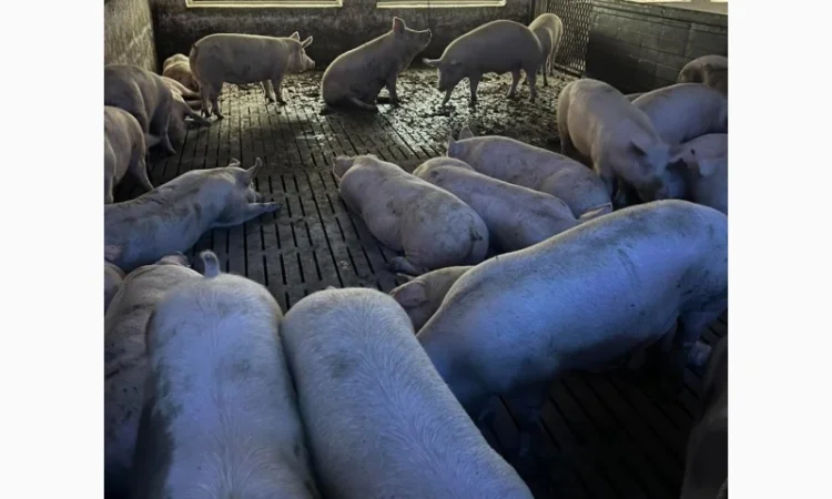 Продам свиней мясной породы - фото № 1