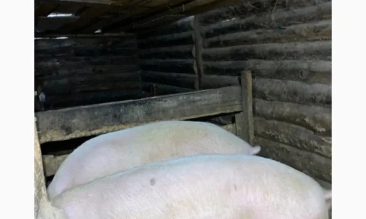 Продам свиней мясной породы - фото № 2