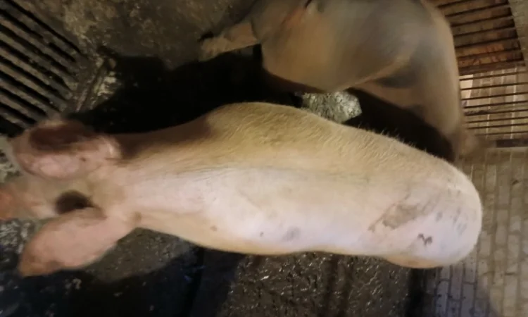 Продаются свиньи живым весом - фото № 1