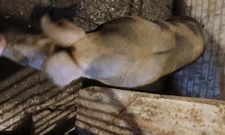 Продам свиней - фото № 1