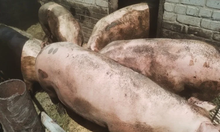 ПРОДАМ свиней 11 голів живою вагою від 120 до 150 кг - фото № 1