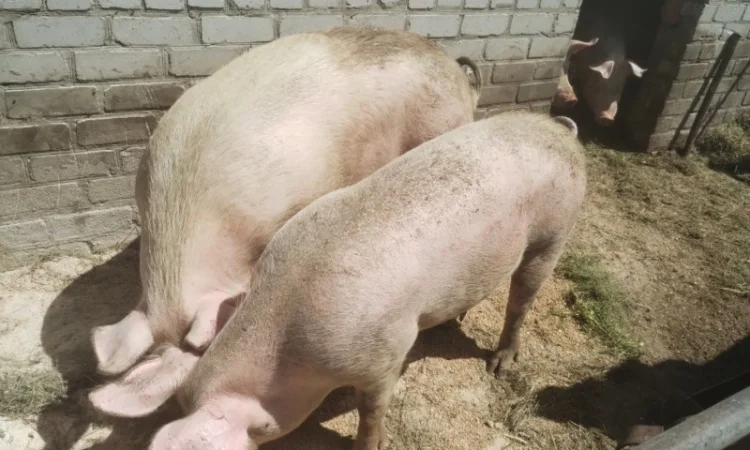 ПРОДАМ свиней 11 голів живою вагою від 120 до 150 кг - фото № 2