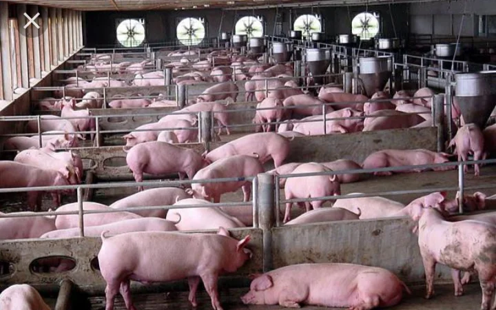 Купуємо свиней-свиноматок у Київській області - фото № 1