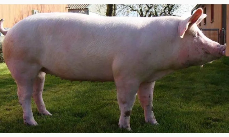 Продам кабанів, свинів - фото № 1