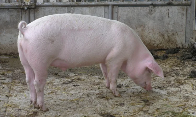 Продам кабанів, свинів - фото № 2